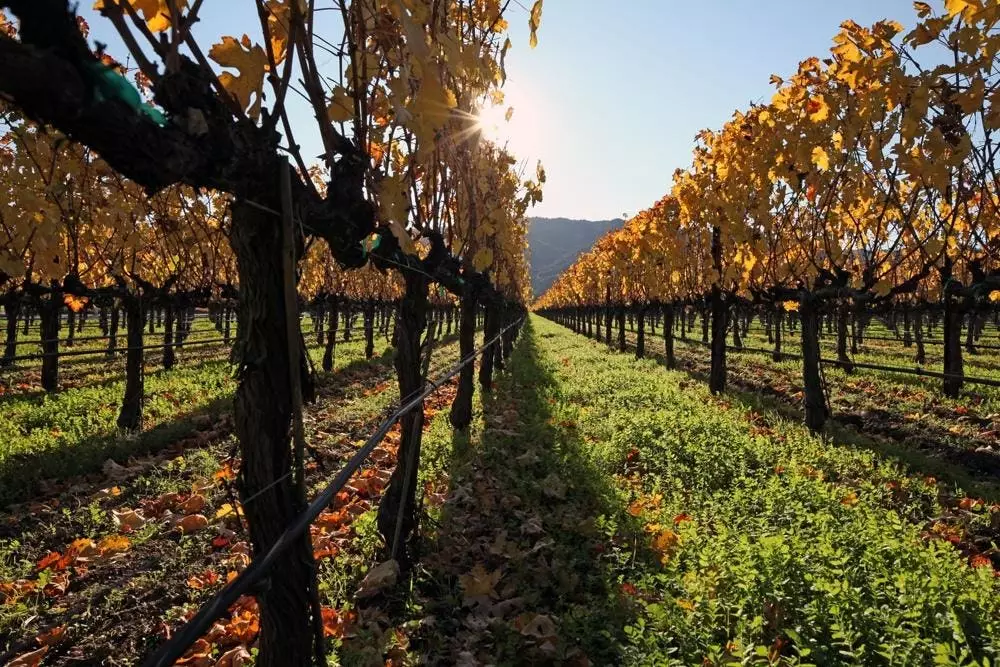 The Undeniable Rise of Cabernet Franc in the Wine World