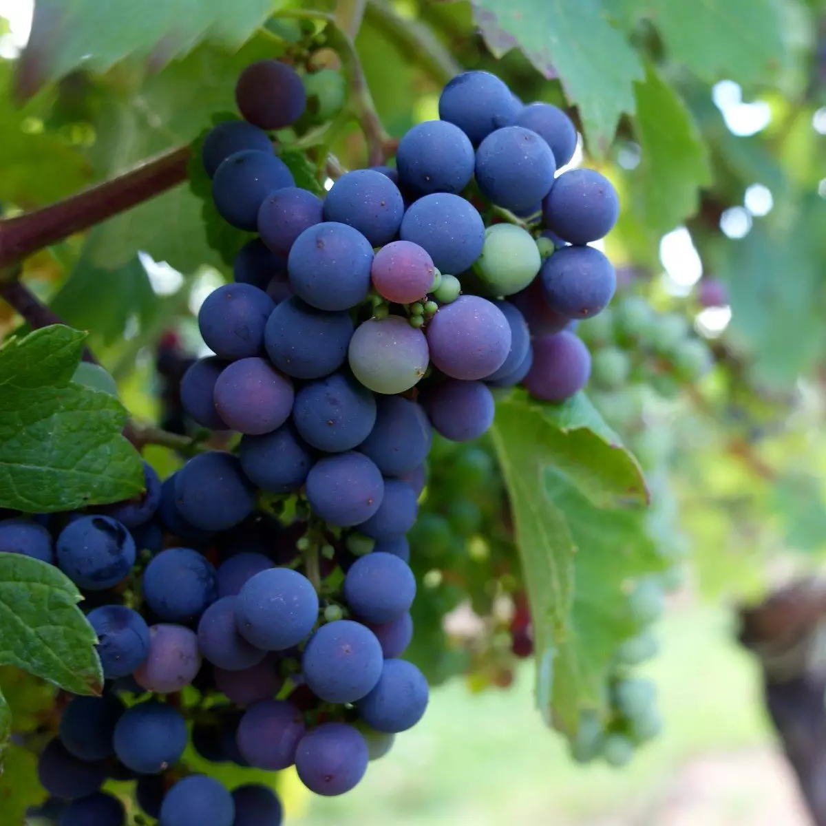 The Uncharted Path: Exploring Underrated Wine Destinations