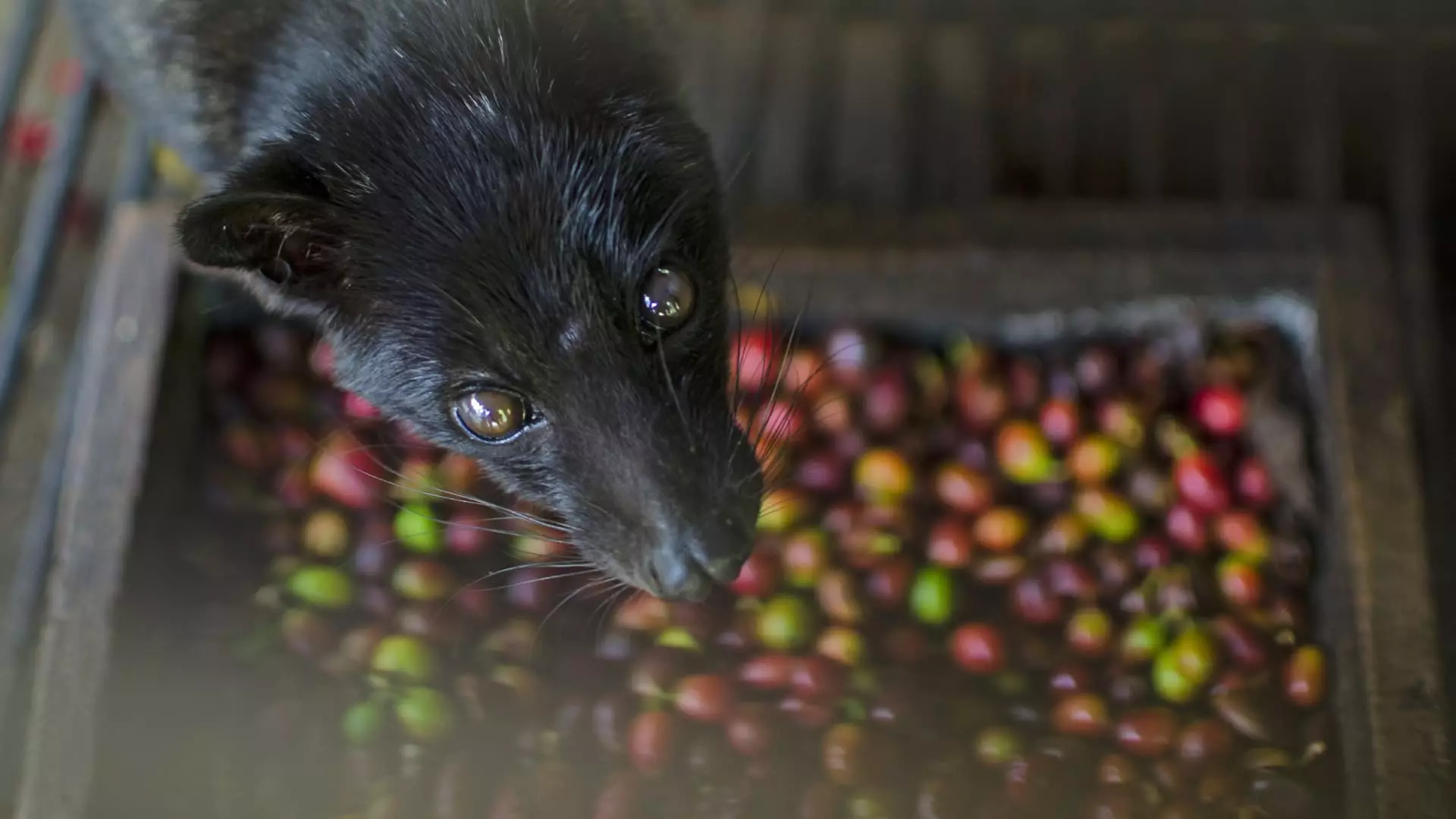 The Truth Behind Civet Cat Coffee: A Cruel Reality