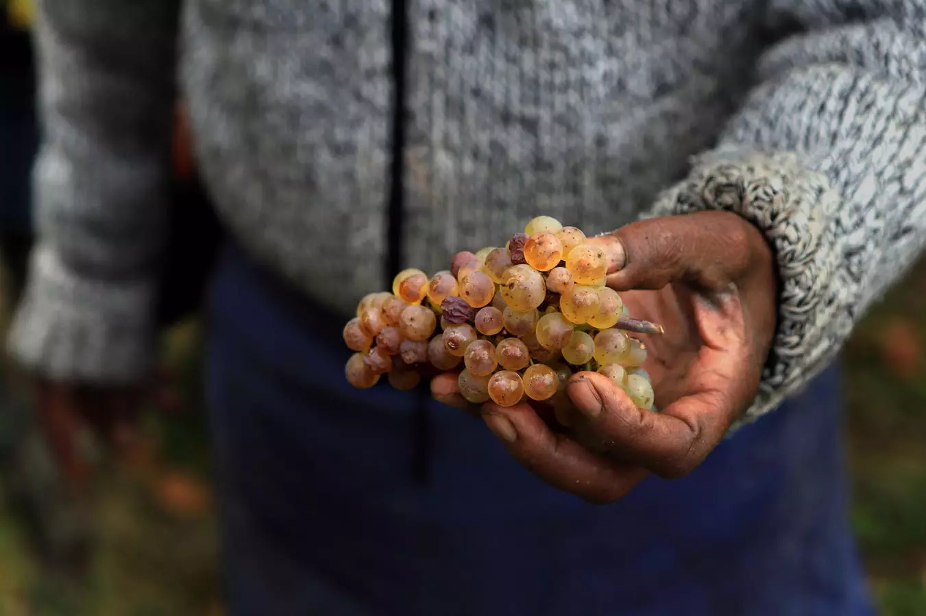 Exploring the World of Riesling: A Versatile and Noble Grape