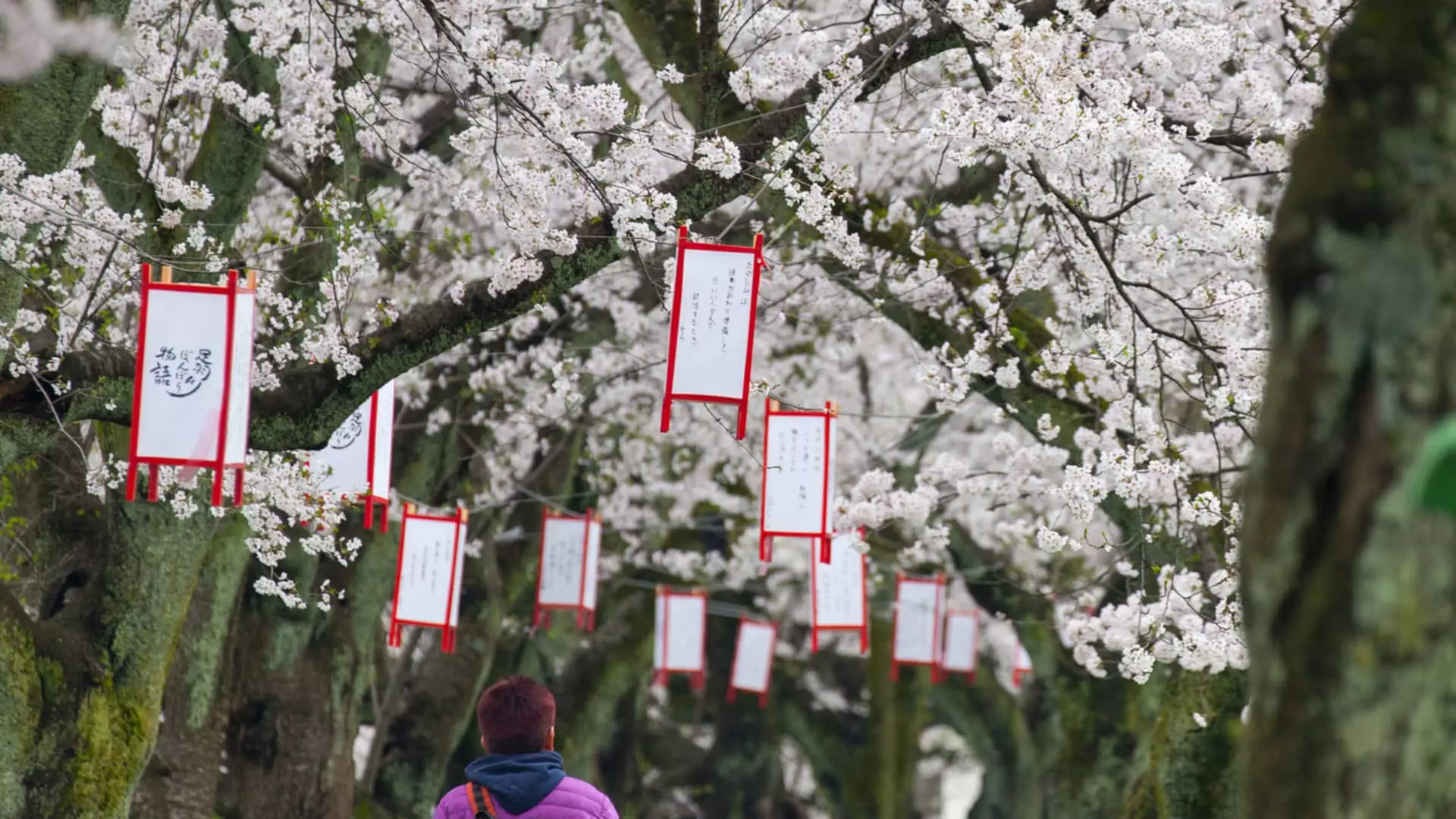 Exploring Japan’s Under-the-Radar Fukui Prefecture with the New High-Speed Bullet Train Extension