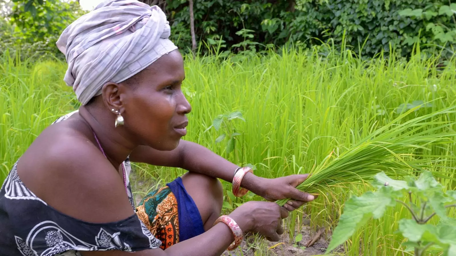 The Urgent Need for Support in Building Resilient Food Systems in West and Central Africa