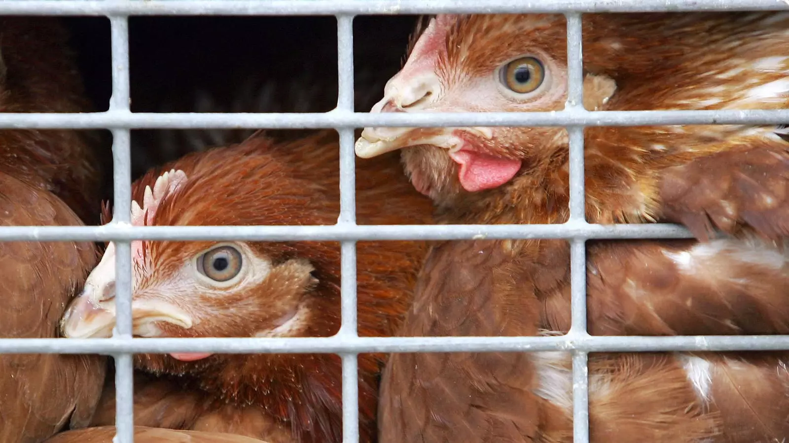 The Fight Against Caged Farming: Holding the European Commission Accountable