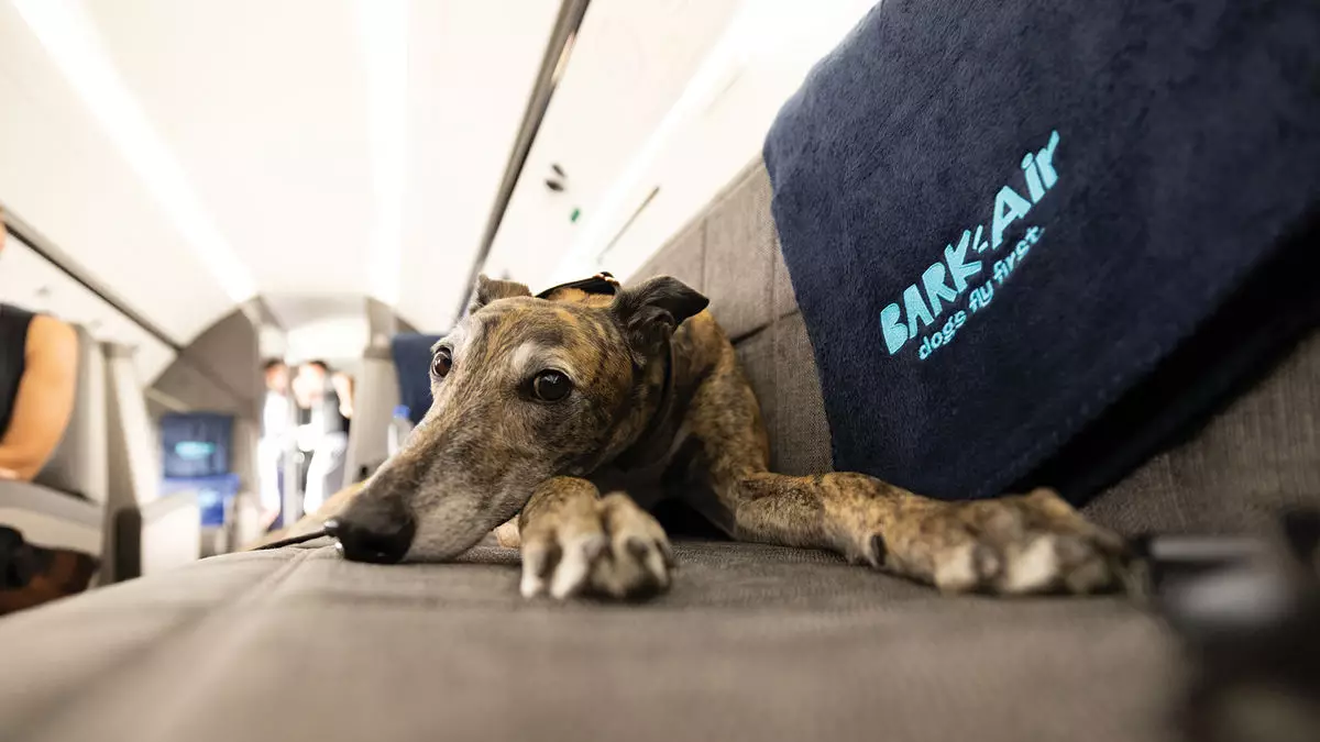 The Ultimate Luxury Flying Experience for Your Canine Companion