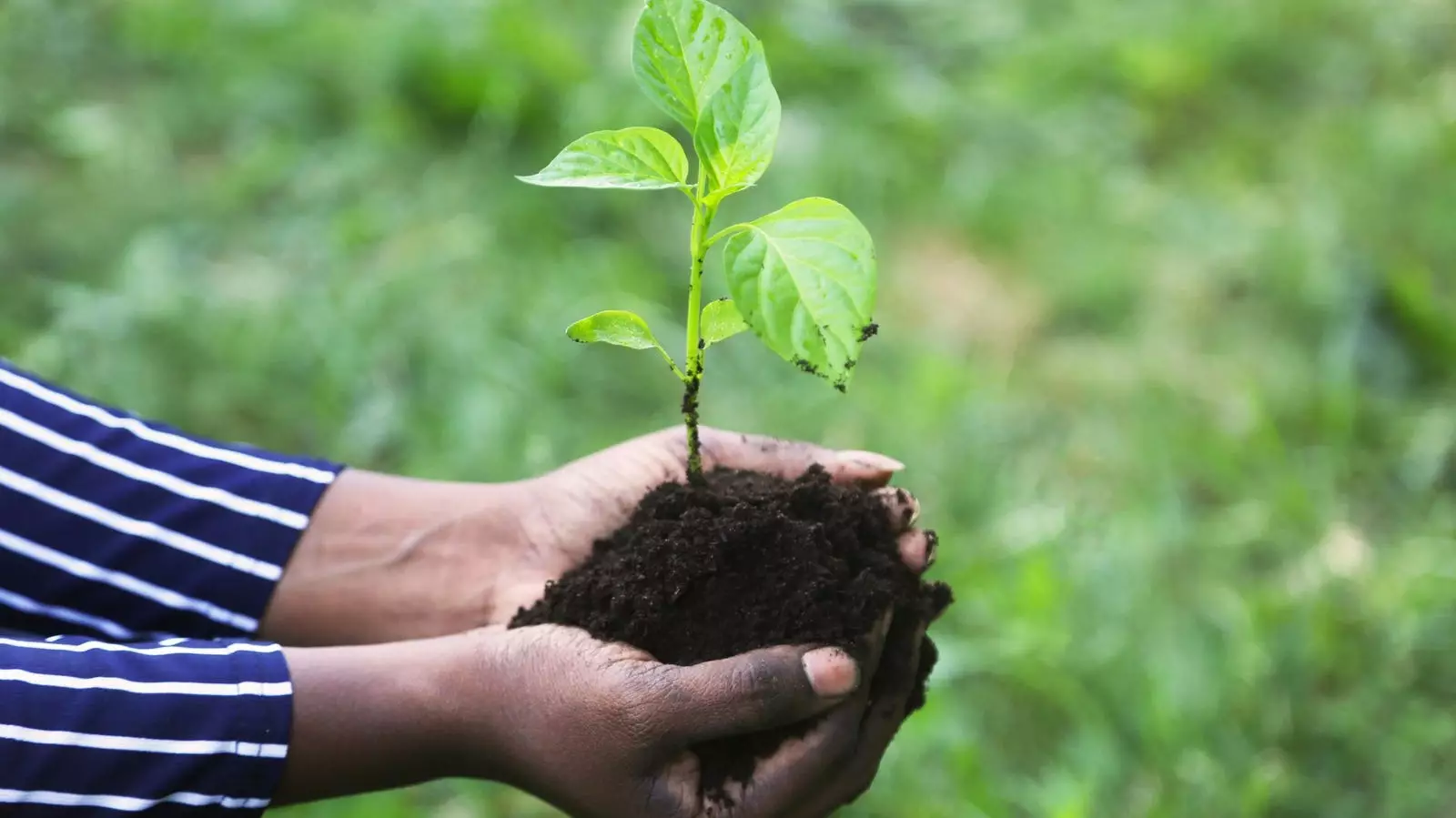 Celebrating Spring with Fresh Food and Gardening