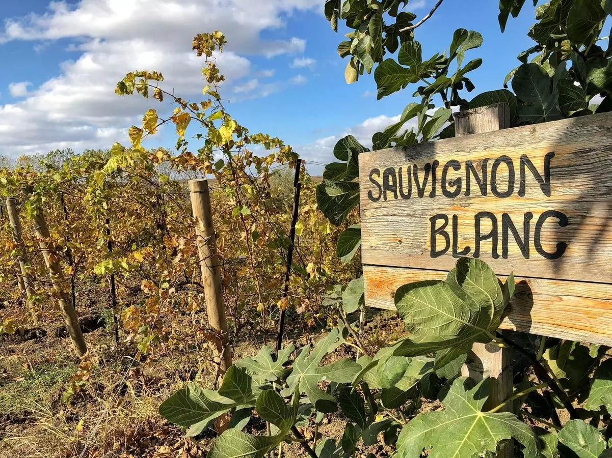 Exploring California Sauvignon Blanc Wines: Splurges and Bargains