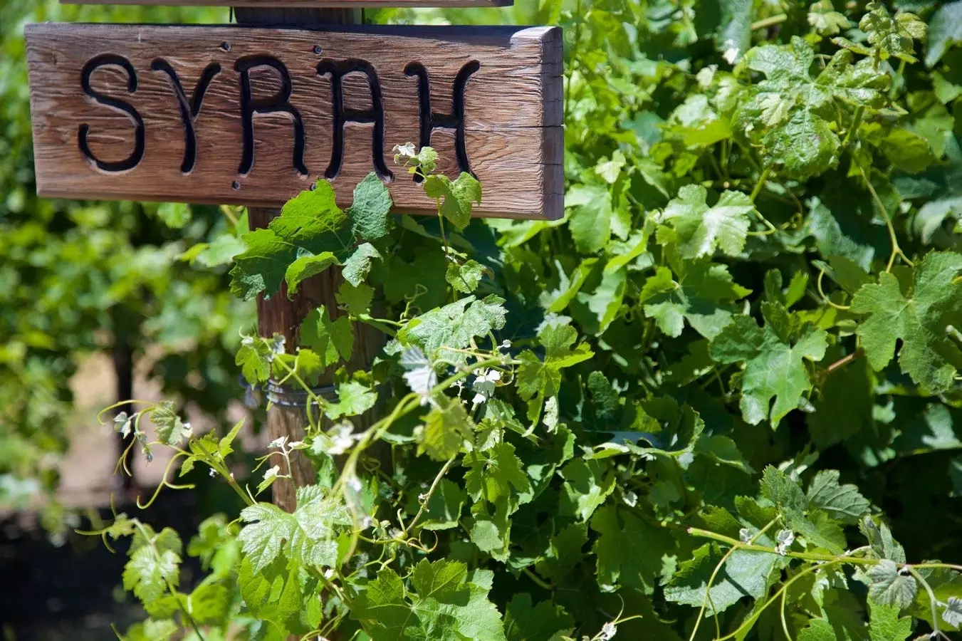 Exploring Syrah vs Shiraz – What You Need to Know