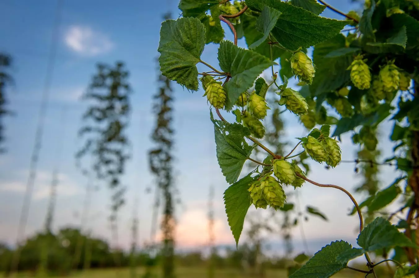 Challenges Facing the United States Hop Industry in 2024