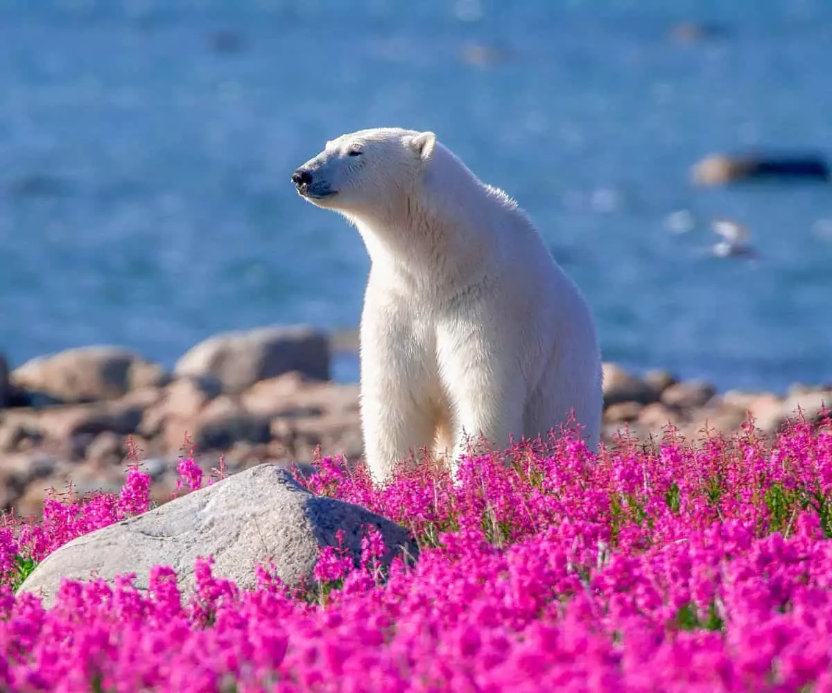 Embracing the Wild: A Journey to Walk with Polar Bears