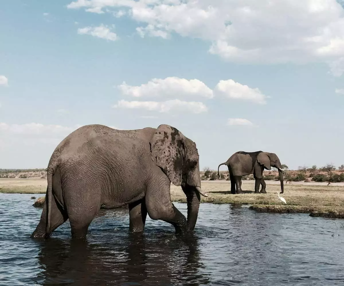 The Unrivaled Beauty of Botswana: A Safari Lover’s Dream