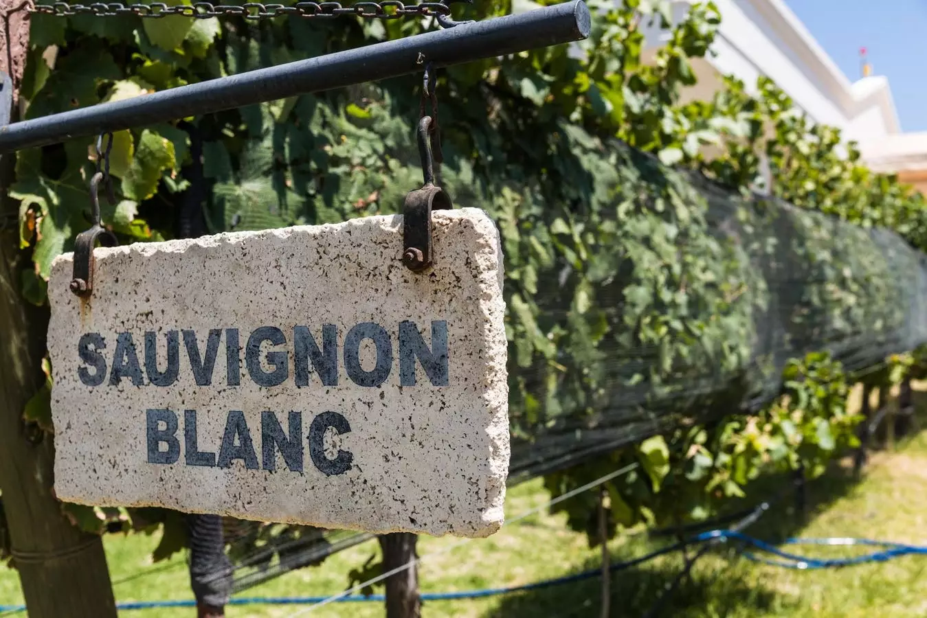 Exploring Sauvignon Blanc: A Guide to America’s Favorite White Wine