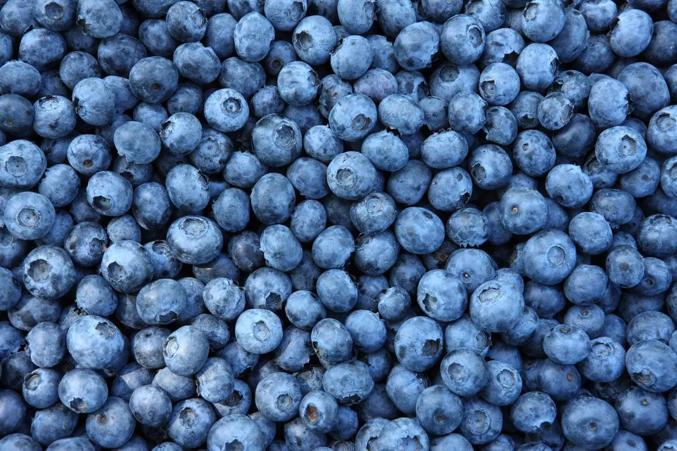 The Great American Blueberry Eating Championship