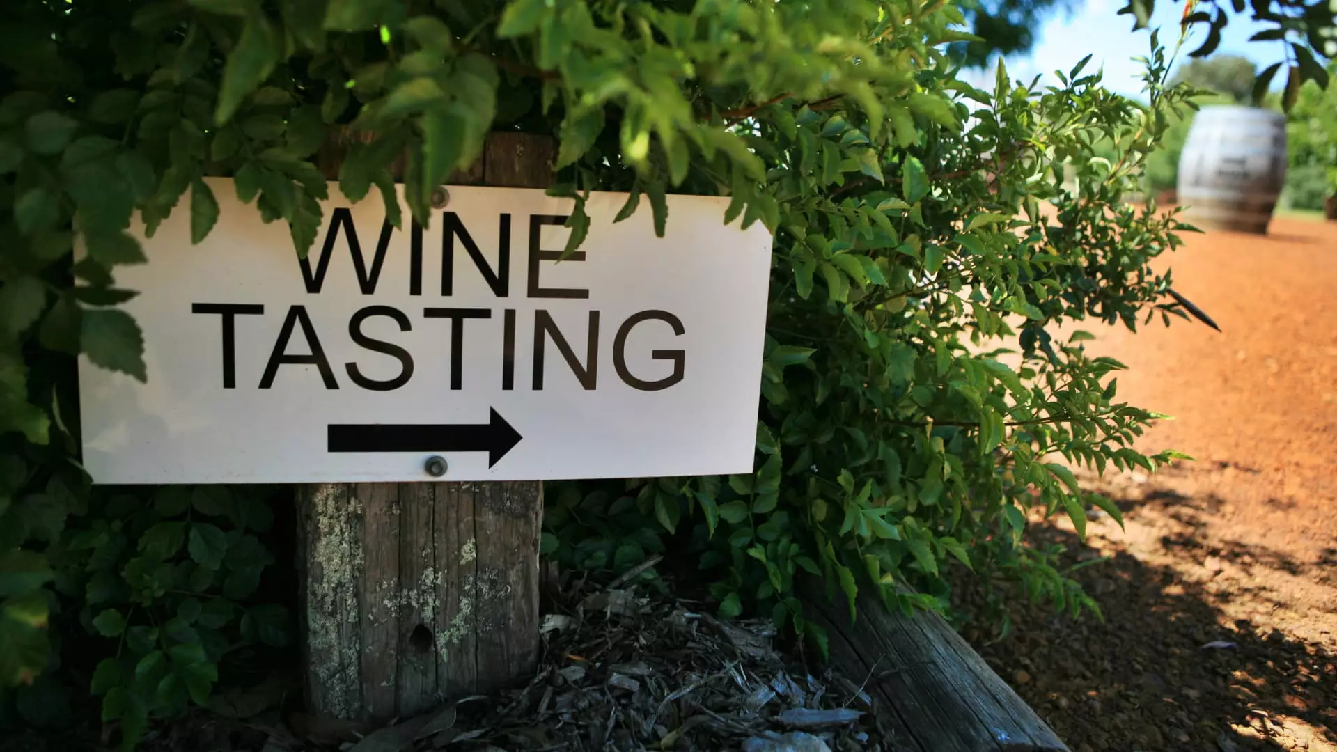 Exploring the World of Wine Tourism