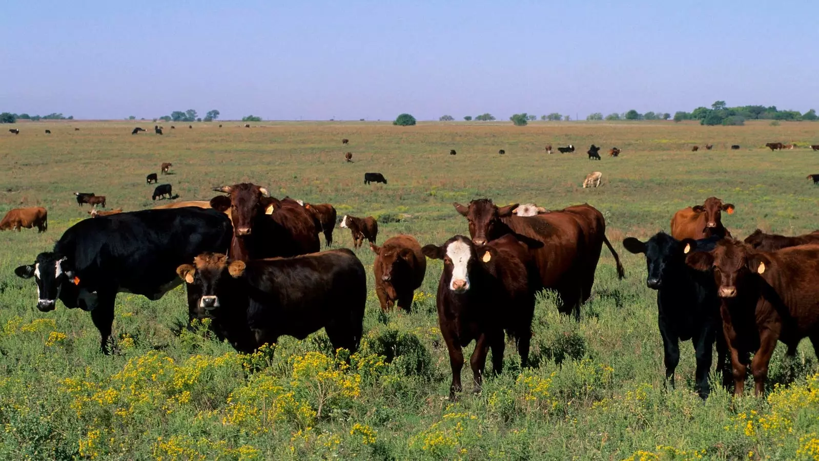 Impacts of Rainfall on Cattle Ranching in the High Plains