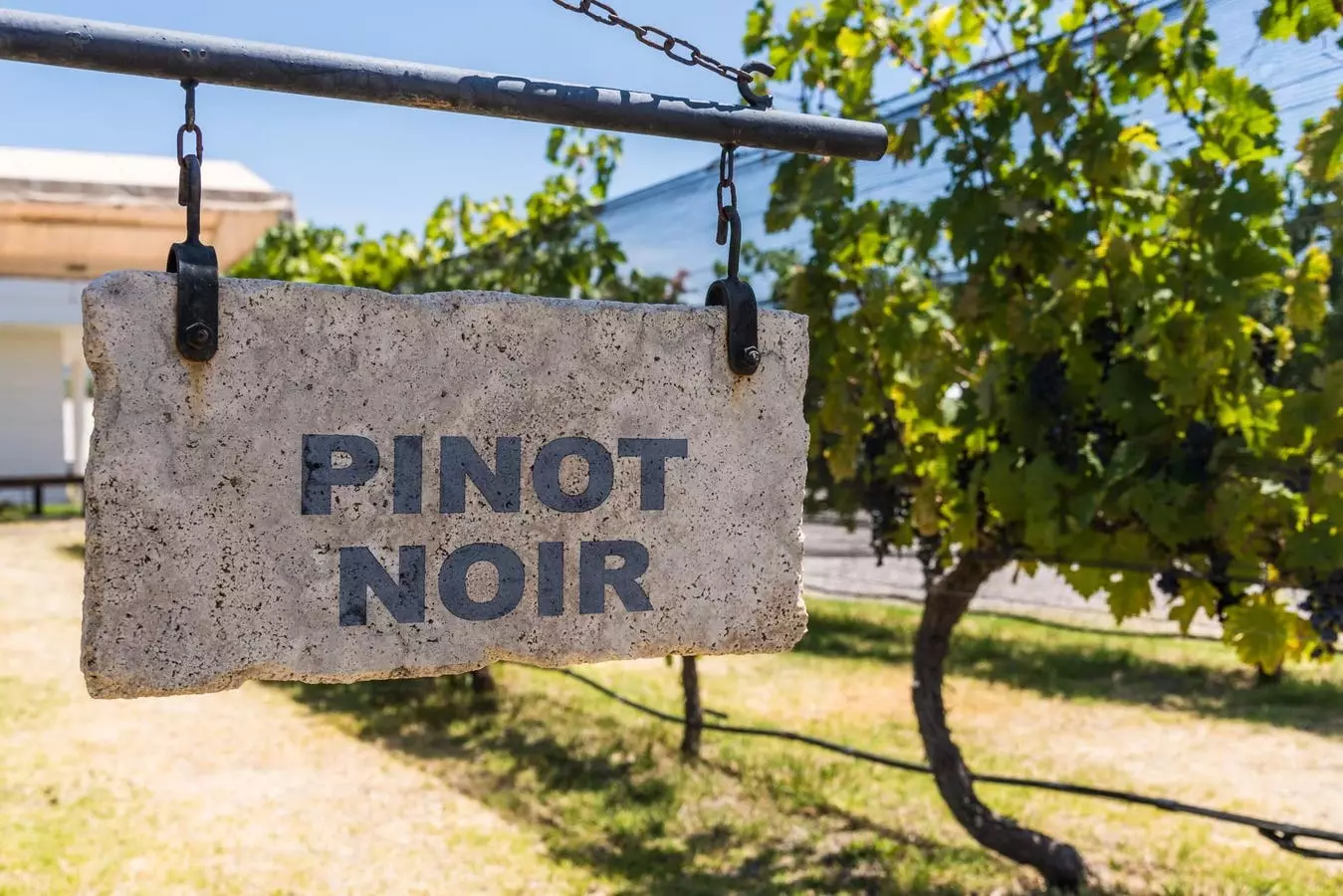 Pinot Noir: Klenot mezi červenými víny