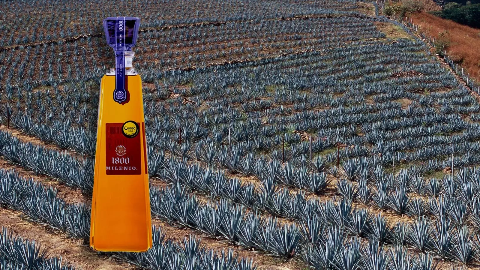 Tequila: Objevování nejoblíbenějšího spiritu