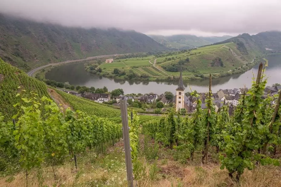 The Magic of German Riesling: A Deep Dive into the Mosel Region