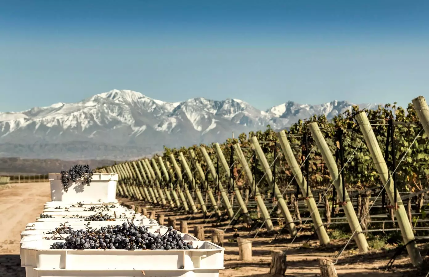 Exploring Argentina’s Hidden Gem: The Rise of Cabernet Sauvignon