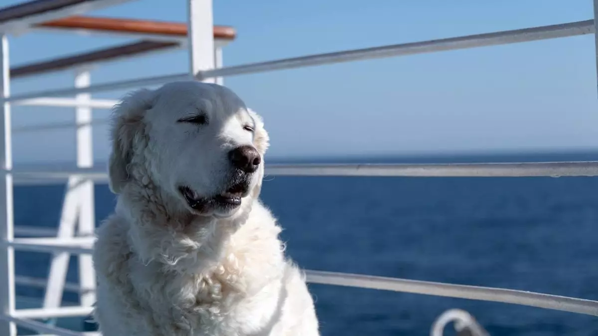 The Rise of Dog-Friendly Cruises: A New Wave in Travel