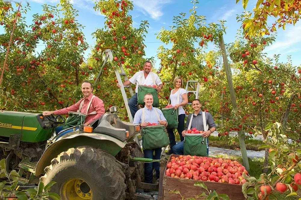 Stemilt Growers: Příběh Inovace a Odolnosti v Americkém Ovocnářství