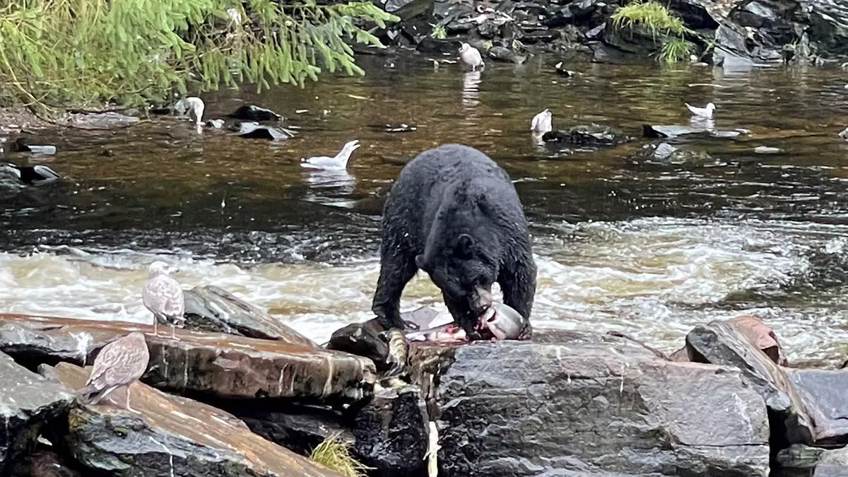 Exploring Alaska’s Untamed Wilderness: A Bear Watching Adventure