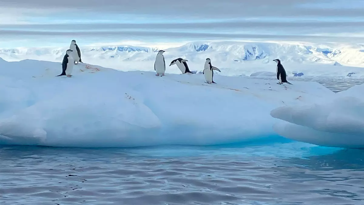 Experiencing the Untamed Wonders of Antarctica: A Journey Unlike Any Other