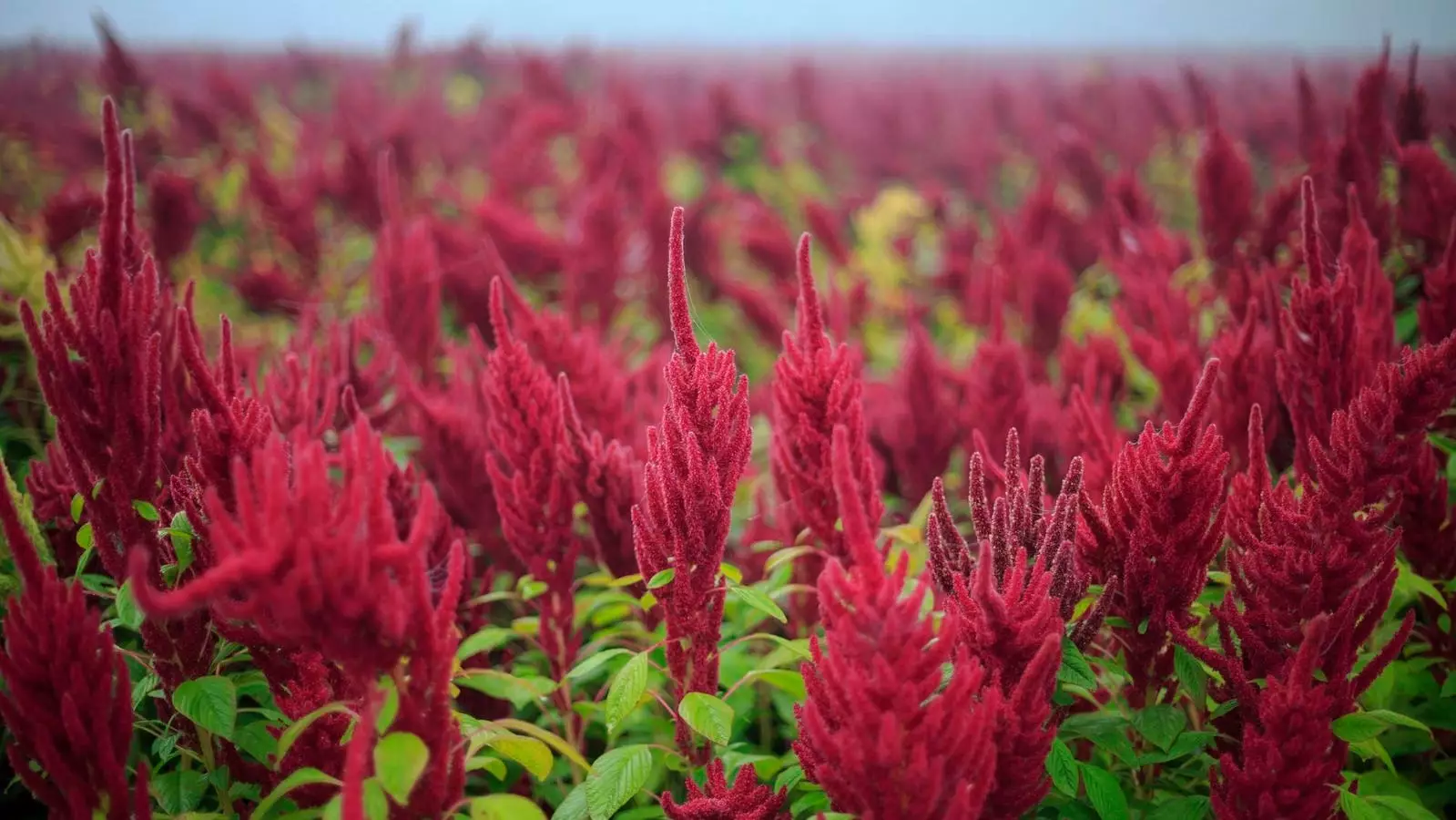 The Forgotten Treasures of Africa: Revitalizing Vegetable Biodiversity for a Sustainable Future