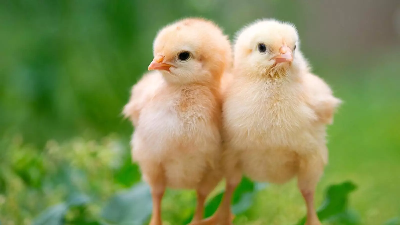 The Chick Hatching Revolution: Turning Grocery Aisles into Backyard Flocks