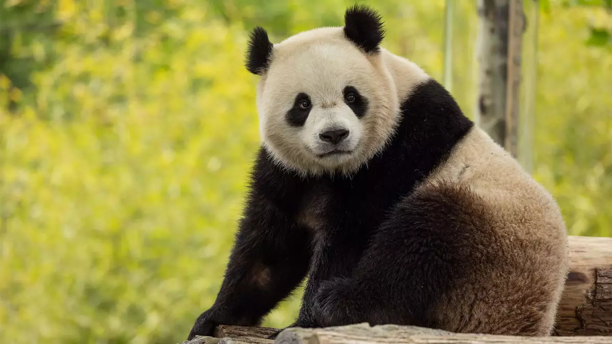 Pandamonium: The Exciting Economic Boom from D.C.’s Giant Pandas