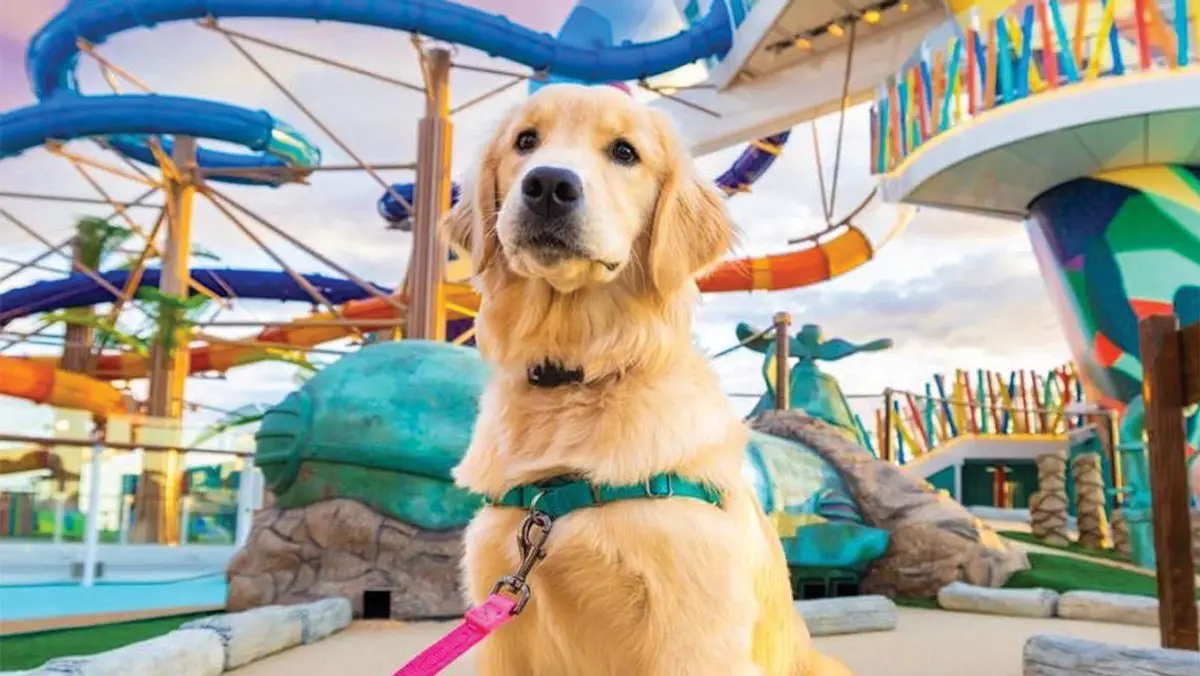 Revolúcia na krížovej plavbe: Rozkošný labradorský šteniatko Sailor na palube lode Star of the Seas