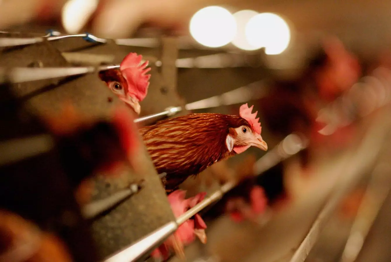 Empowering Public Health: The Urgent Call for Action Against Avian Influenza