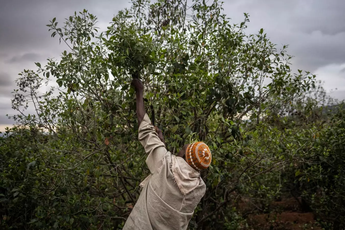 Empowering Ground-Level Voices to Revolutionize Global Food Systems