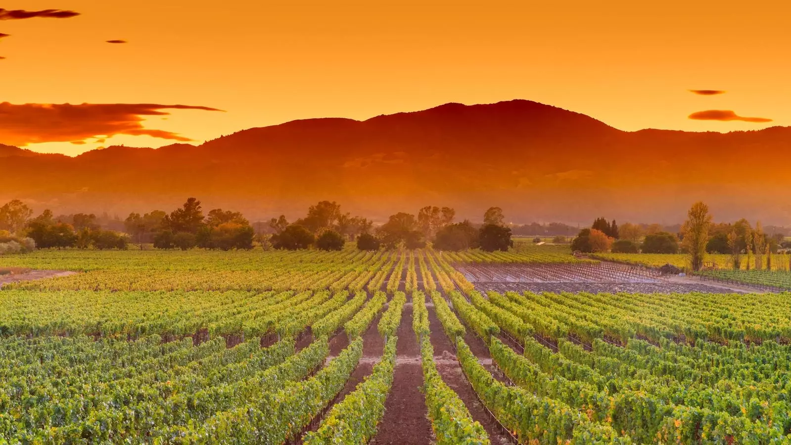 Discover Napa’s True Spirit: A Joyful, Car-Free Wine Adventure